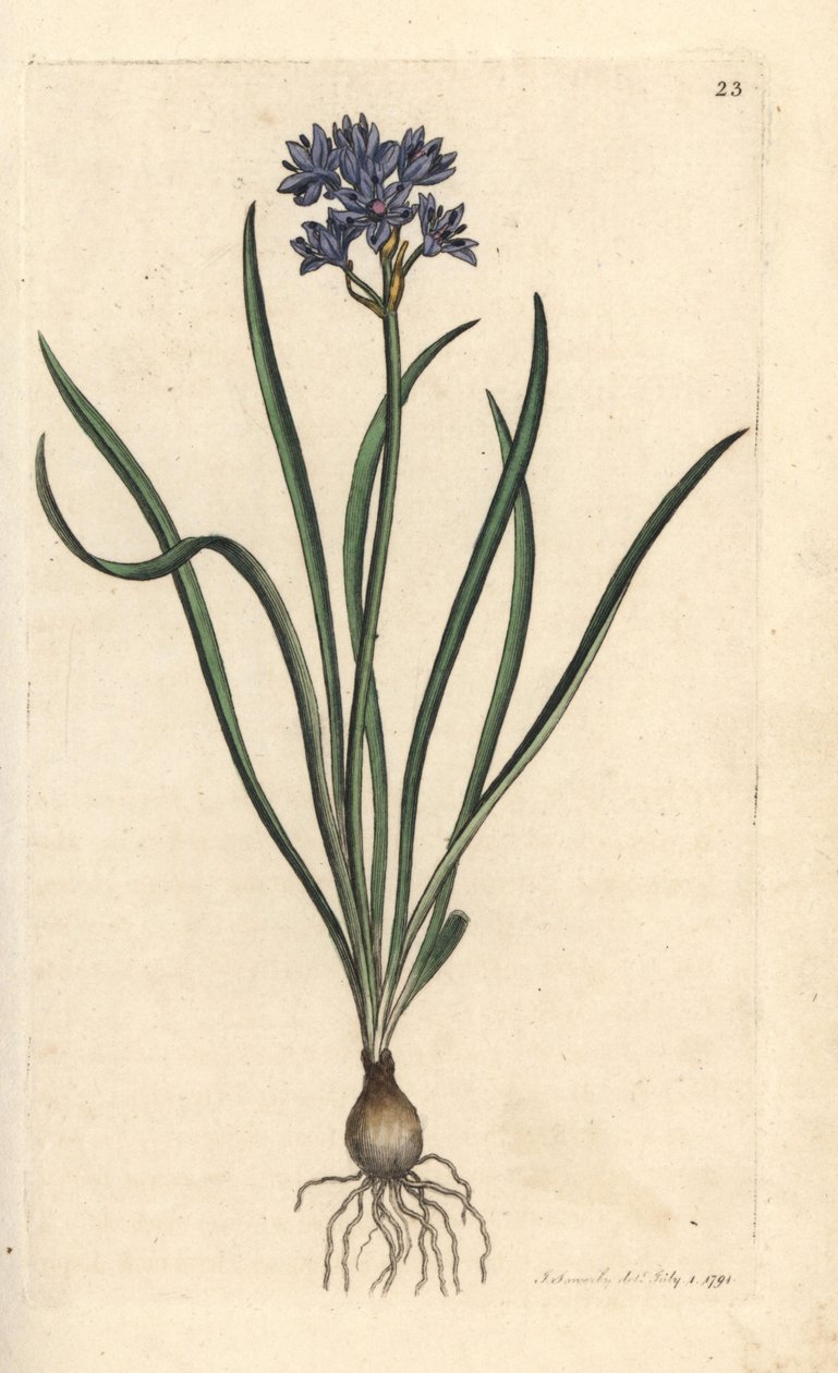 Tavaszi vagy tavaszi squill, Scilla verna (Spring Scille) Kézi színű rézmetszet James Sowerby illusztrációja nyomán James Smith angol botanikájából, London alkotó: James Sowerby