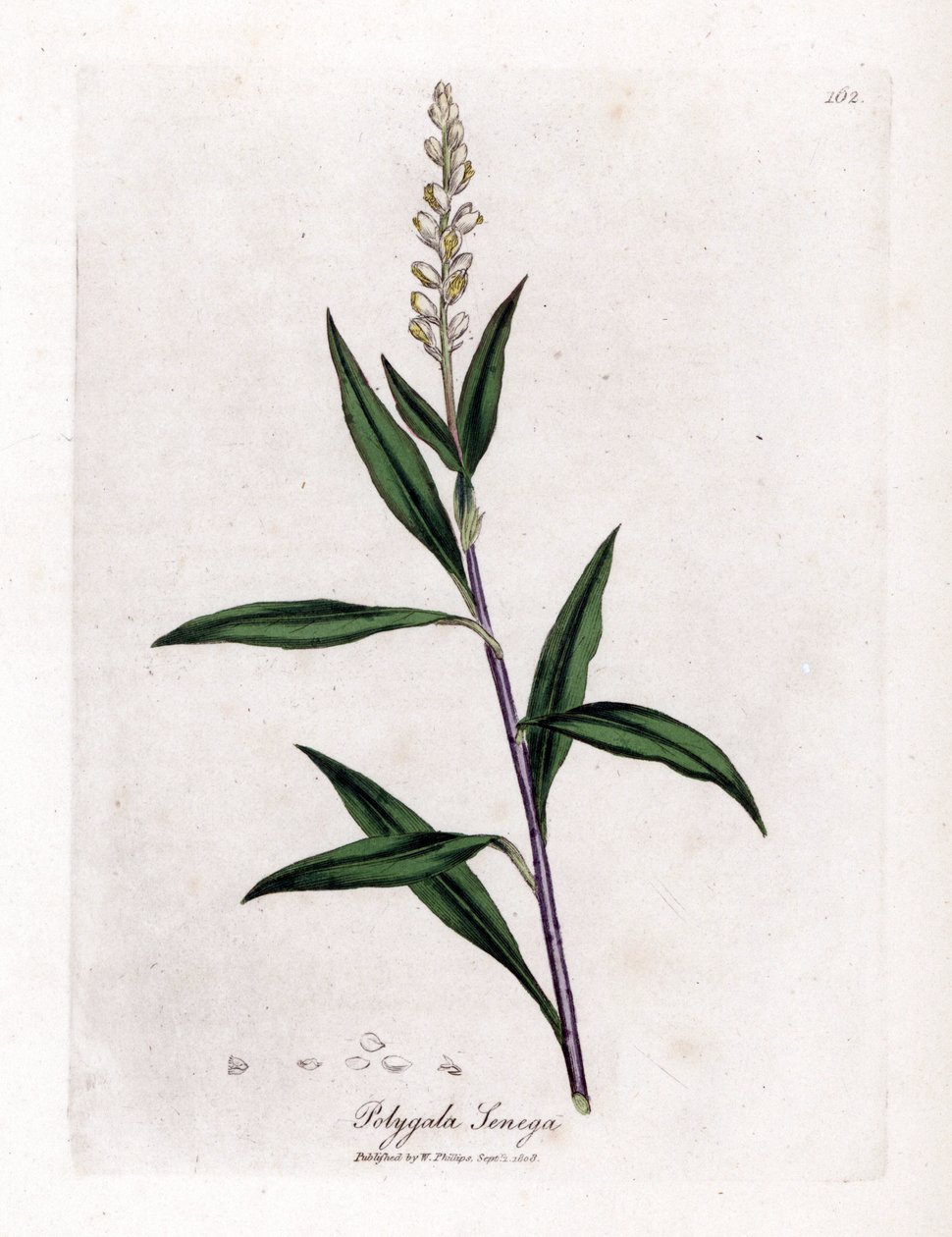 Virginia polygale vagy tejfű - Senega, Polygala senega. Kézzel színezett rézmetszet James Sowerby botanikai illusztrációjából (William Woodville) és Sir William Jackson Hooker "" Medical Botany" című művéből, John Bohn, London alkotó: James Sowerby