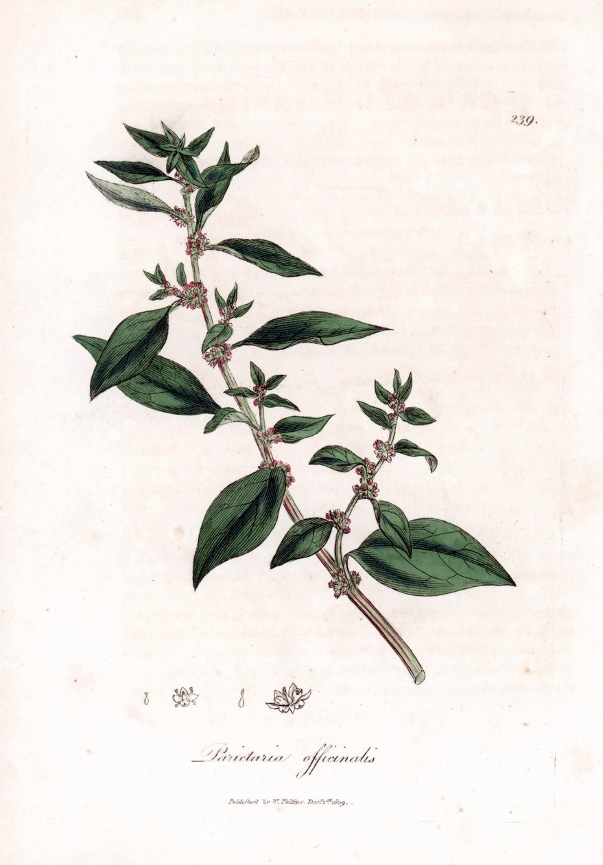Falpellitory, Parietaria officinalis. Kézzel színezett rézmetszet James Sowerby botanikai illusztrációjából (William Woodville) és Sir William Jackson Hooker "" Medical Botany" című művéből, John Bohn, London alkotó: James Sowerby