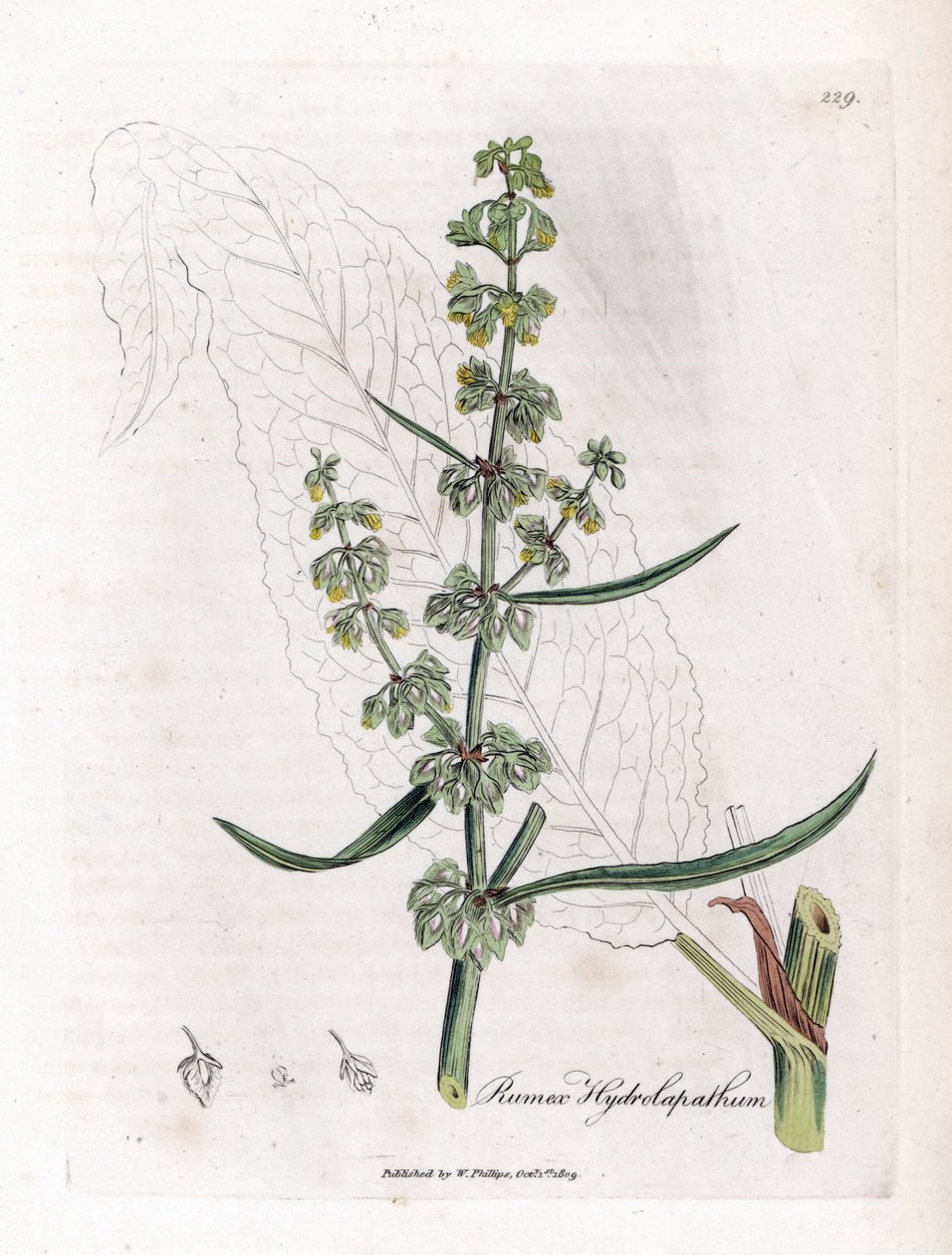 Vízi türelem vagy vízi türelem – Nagyszerű vízi dokk, Rumex hydrolapathum. Kézzel színezett rézmetszet James Sowerby botanikai illusztrációjából (William Woodville) és Sir William Jackson Hooker "" Medical Botany" című művéből, John Bohn, London alkotó: James Sowerby