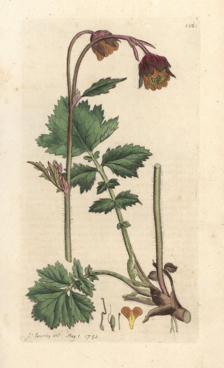 Water avens, Geum rivale Kézi színű rézmetszet James Sowerby illusztrációja után, James Smith English Botany című művéből, London alkotó: James Sowerby