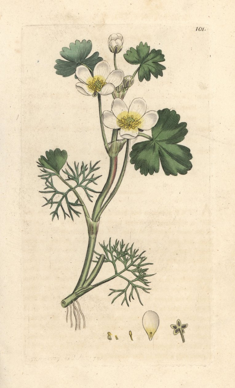 Vízi varjúláb, Ranunculus aquatilis (vízi boglárka) Kézi színű rézmetszet James Sowerby illusztrációja nyomán James Smith angol botanikájából, London alkotó: James Sowerby