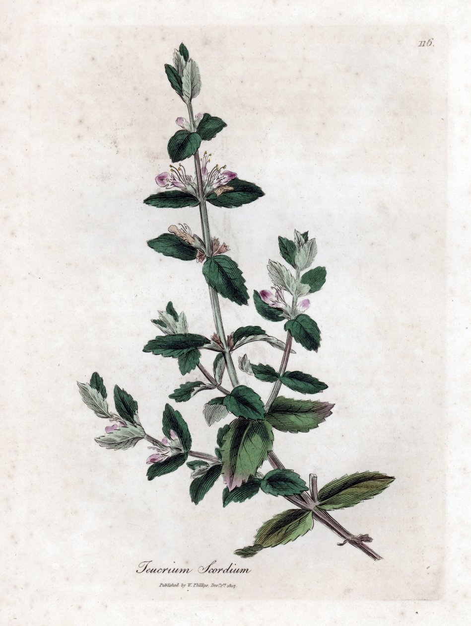 Vízi germandree - Vízi germandra, Teucrium scordium. Kézzel színezett rézmetszet James Sowerby botanikai illusztrációjából (William Woodville) és Sir William Jackson Hooker "" Medical Botany" című művéből, John Bohn, London alkotó: James Sowerby