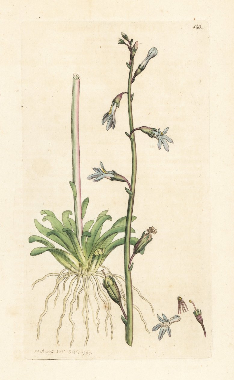 Vízi lobelia, Lobelia dortmanna (Lobelie de Dortmann) Kézzel színezett rézmetszet James Sowerby illusztrációja nyomán James Smith angol botanikájából, London alkotó: James Sowerby