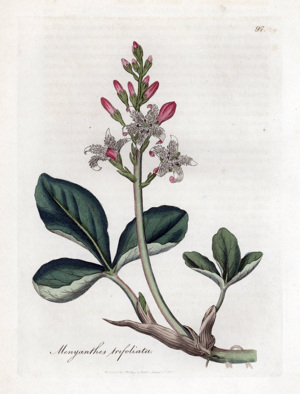 Vízi szárnyas vagy bakbab, Menyanthes trifoliata. Kézzel színezett rézmetszet James Sowerby botanikai illusztrációjából (William Woodville) és Sir William Jackson Hooker "" Medical Botany" című művéből, John Bohn, London alkotó: James Sowerby