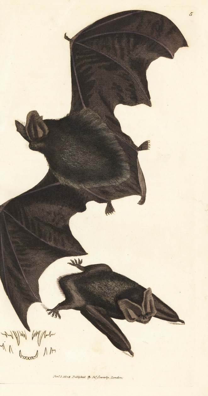 Nyugati barbastelle denevér, Barbastella barbastellus barbastellus (Vespertilio barbastellus). James Sowerby kézi színű rézmetszete a The British Miscellany-ból, vagy új, ritka vagy kevéssé ismert állattémák színes figurái. alkotó: James Sowerby