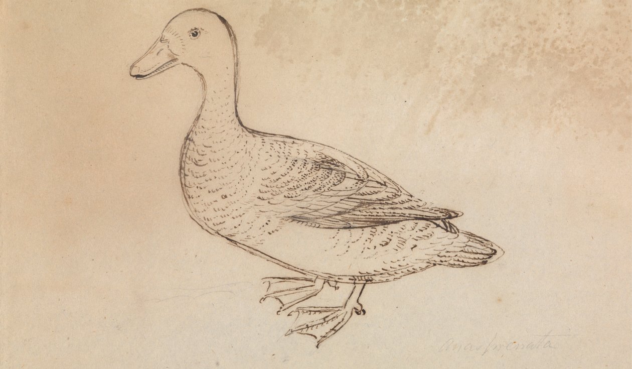 Fehérarcú fütyülőkacsa alkotó: James Sowerby