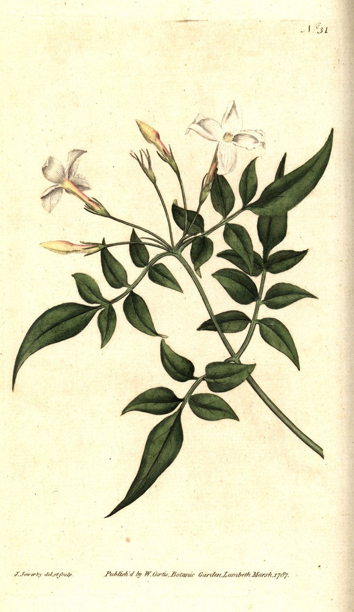 Fehér jázmin (vagy Jasmine officinal) - Közönséges jázmin vagy Jessamine, Jasminum officinale. James Sowerby kézzel színezett rézmetszet és botanikai illusztrációja a William Curtis The Botanical Magazine-jából, Lambeth Marsh, London alkotó: James Sowerby