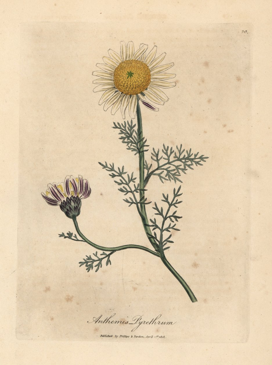 Fehér és sárga spanyol kamilla, Anthemis pyrethrum alkotó: James Sowerby