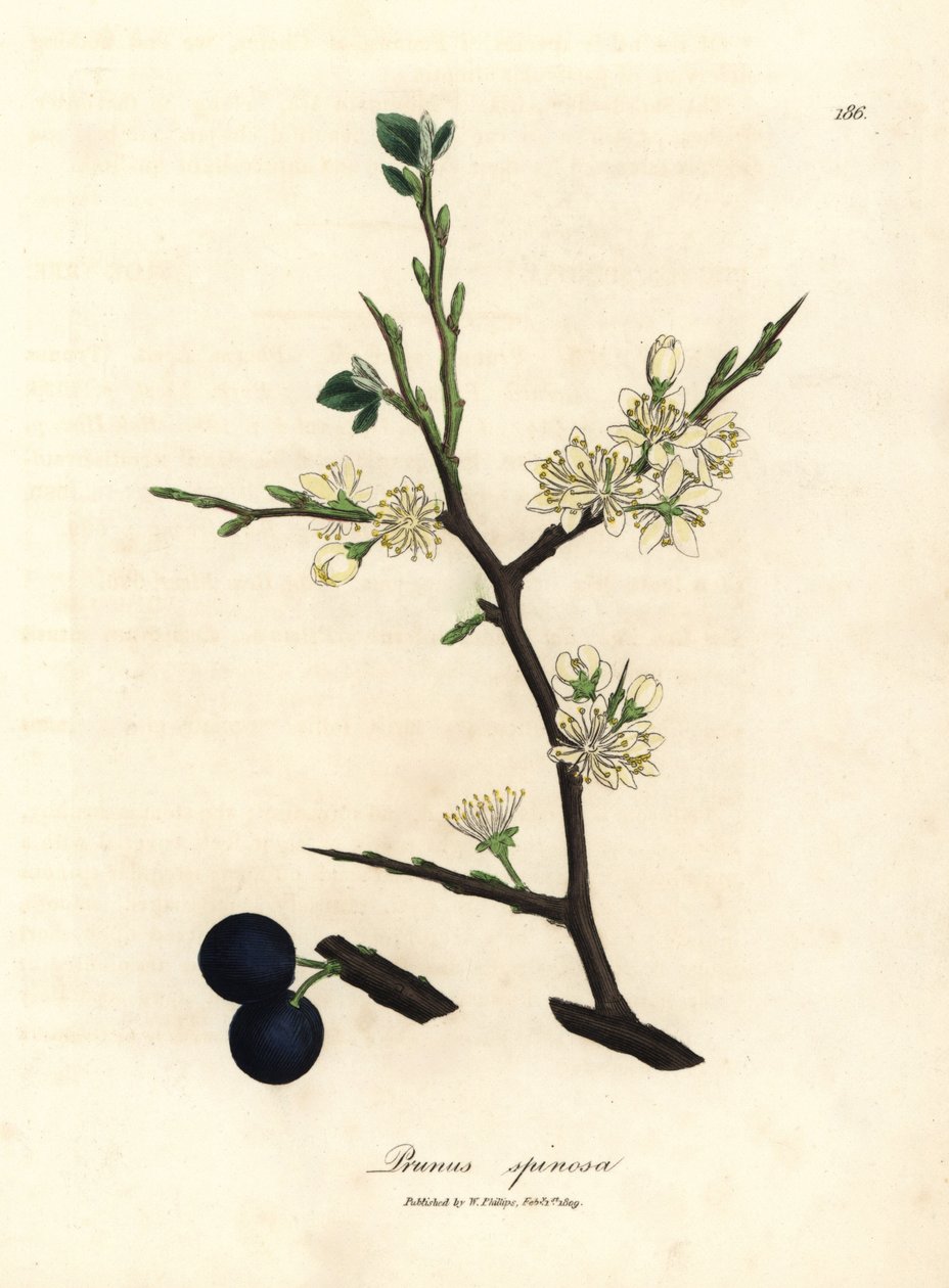 Fehér virág és kék bogyók a sloe fa, Prunus spinosa alkotó: James Sowerby