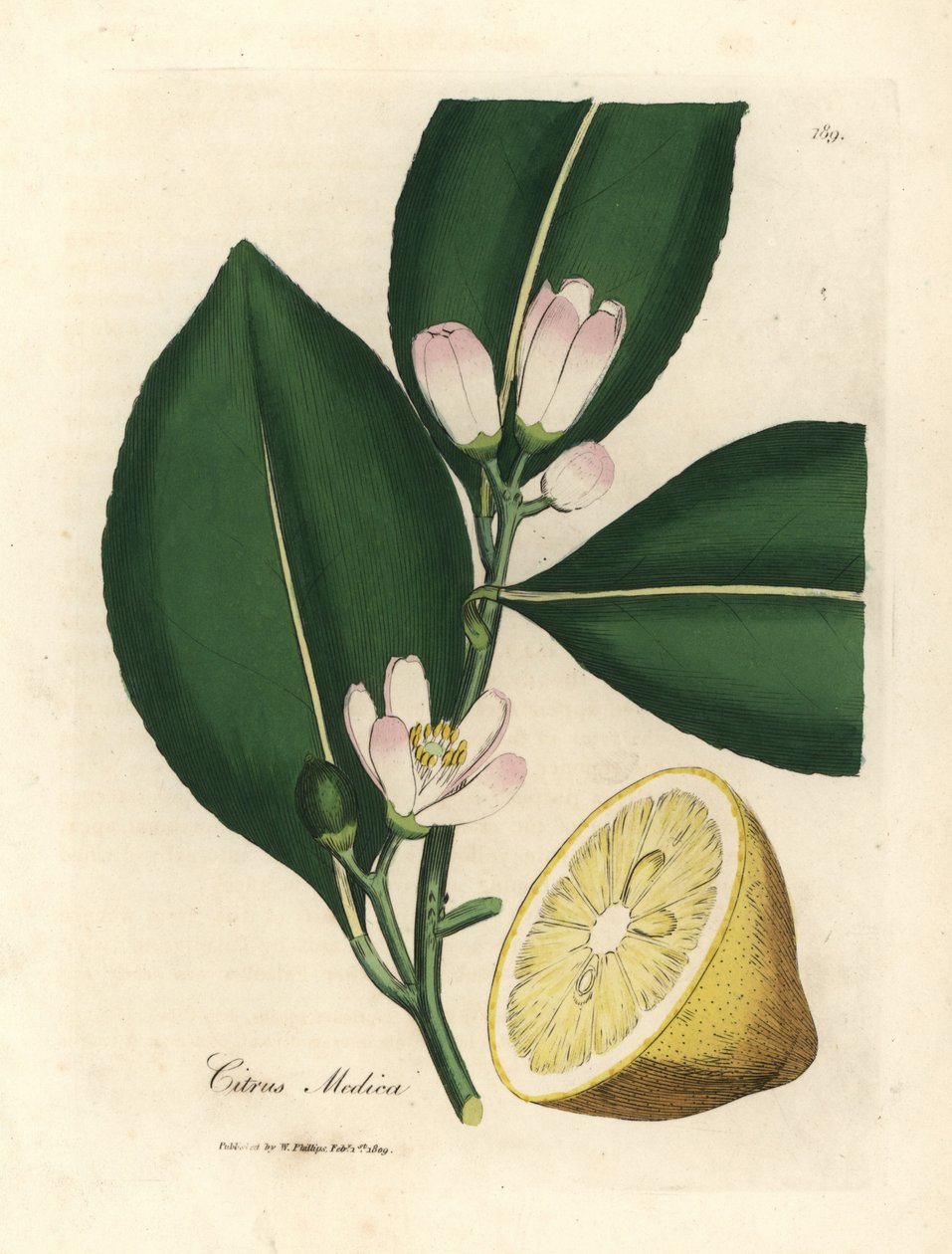 A citromfa, Citrus medica fehér virága és érett gyümölcse alkotó: James Sowerby