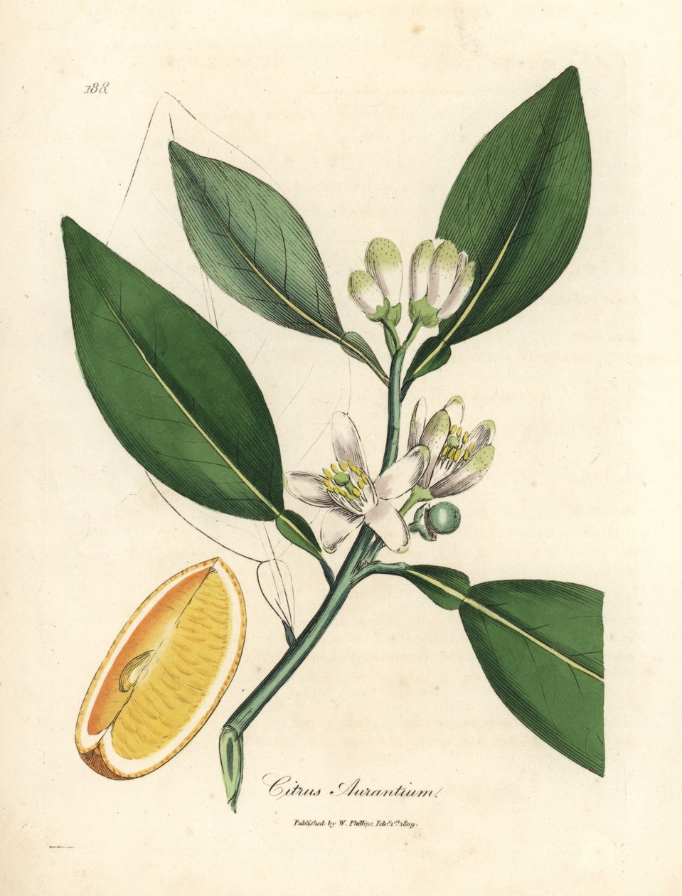 A narancsfa, Citrus aurantium fehér virága és érett gyümölcse alkotó: James Sowerby