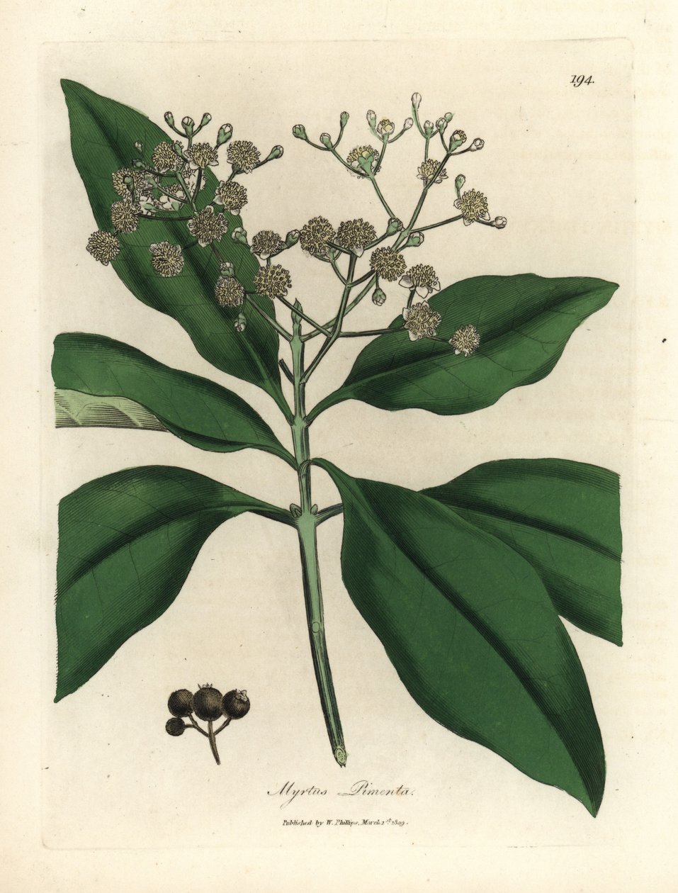 Fehér virágú minden fűszerfa, Myrtus pimenta alkotó: James Sowerby
