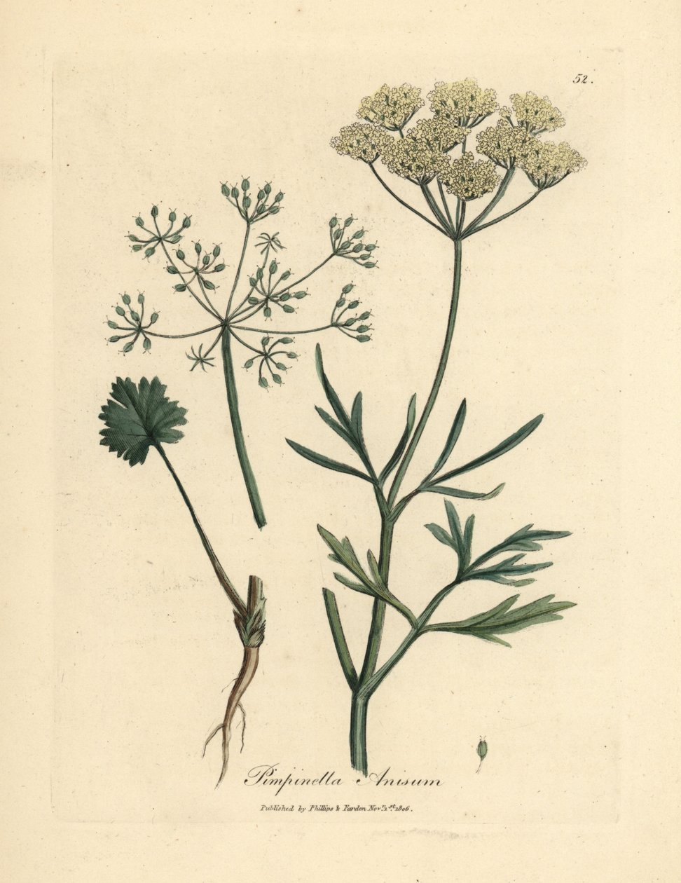 Fehér virágú ánizs, Pimpinella anisum alkotó: James Sowerby
