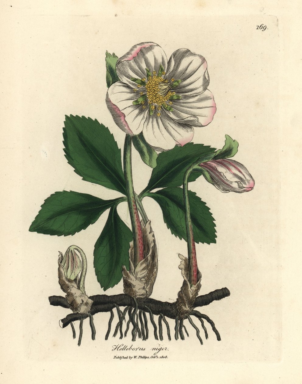 Fehér virágú fekete hunyor vagy karácsonyi rózsa, Helleborus niger alkotó: James Sowerby
