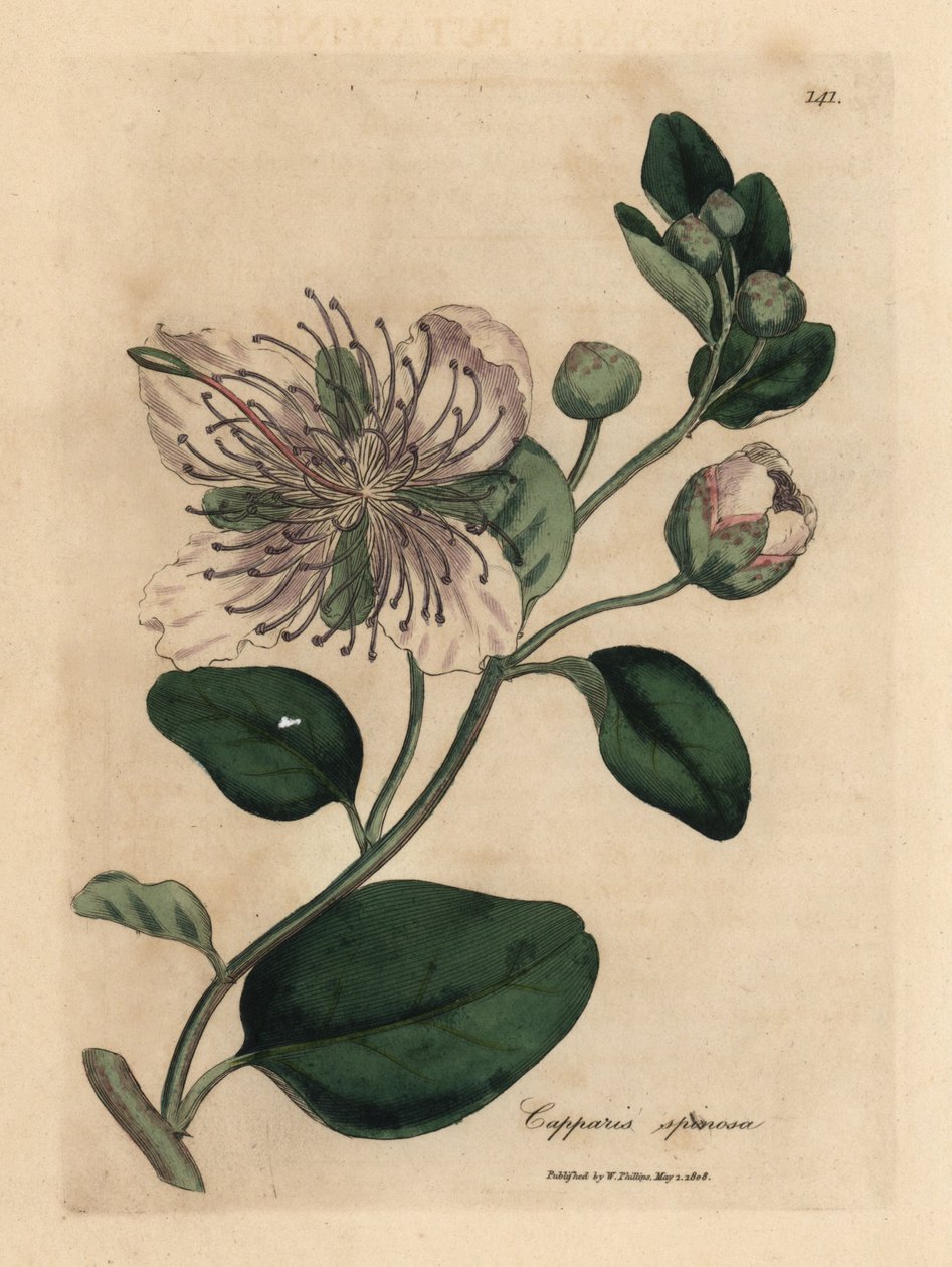 Fehér virágú kapribogyó, Capparis spinosa alkotó: James Sowerby