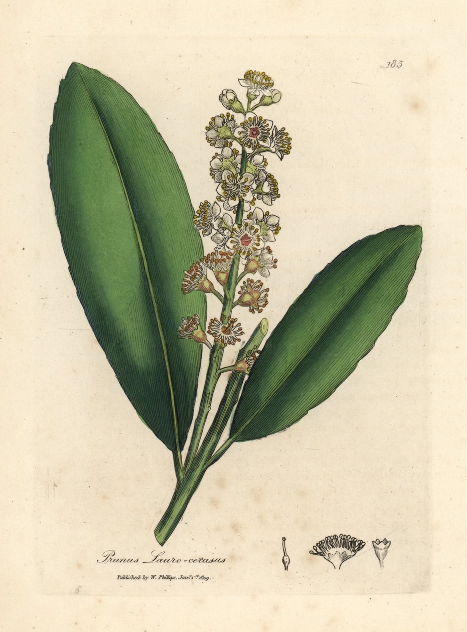 Fehér virágú cseresznye babérfa, Prunus laurocerasus alkotó: James Sowerby