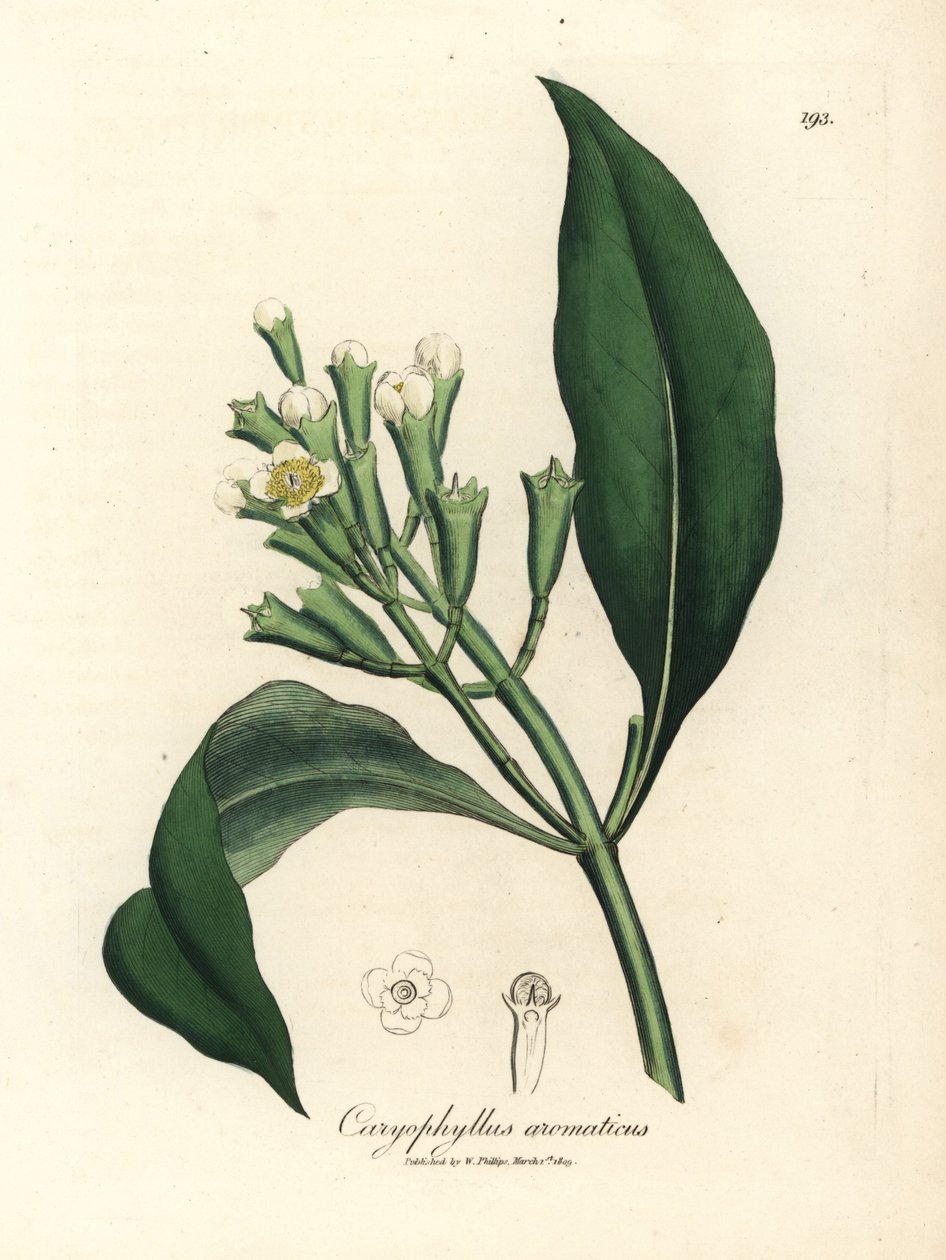Fehér virágú szegfűszegfűszerfa, Caryophyllus aromaticus alkotó: James Sowerby