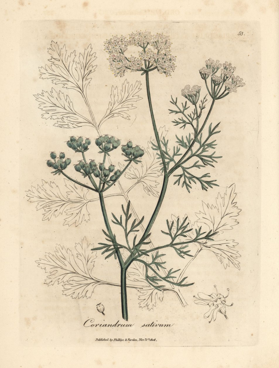 Fehér virágú koriander, Coriandrum sativum alkotó: James Sowerby