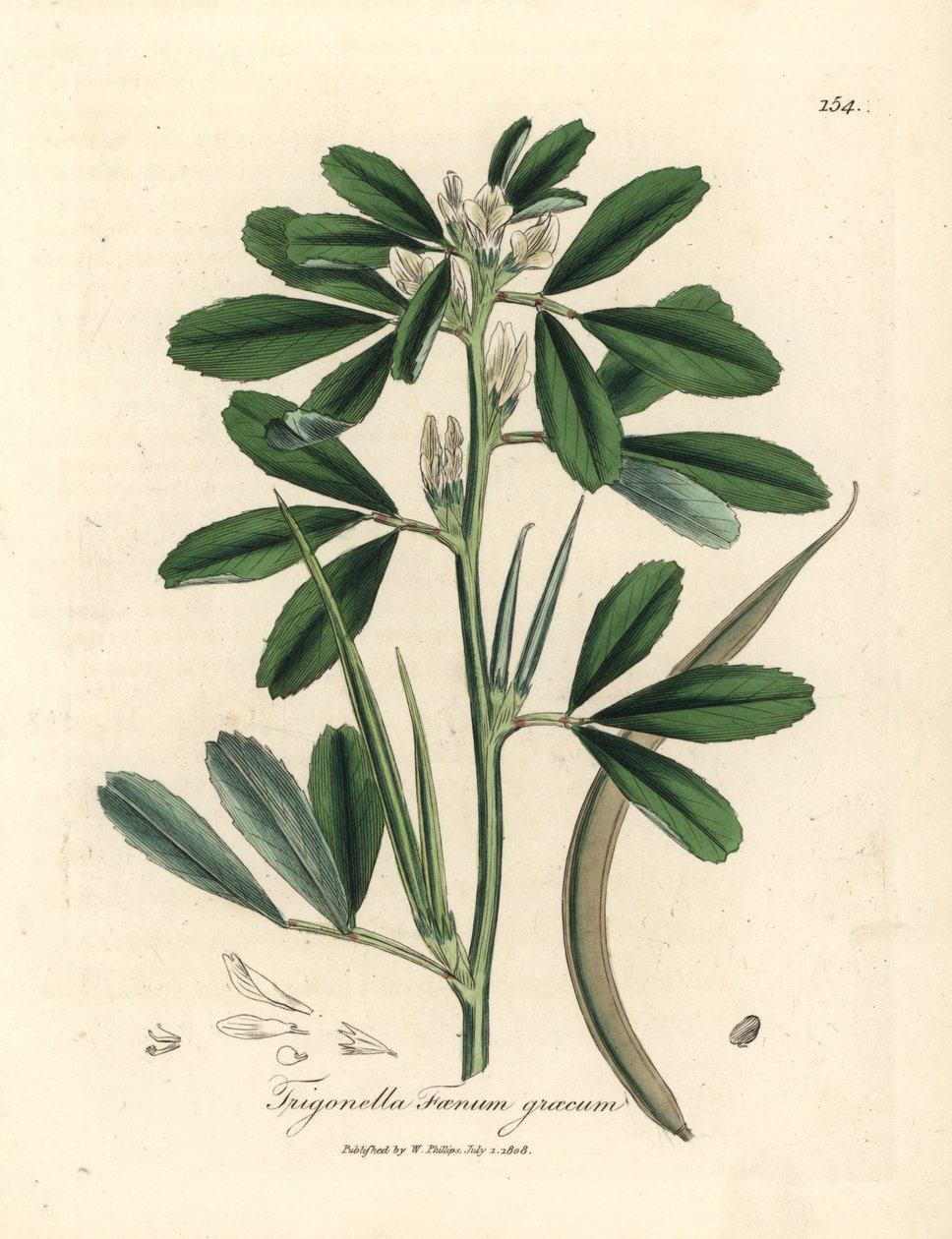Fehér virágú görögszéna maghüvellyel, Trigonella foenum graecum alkotó: James Sowerby