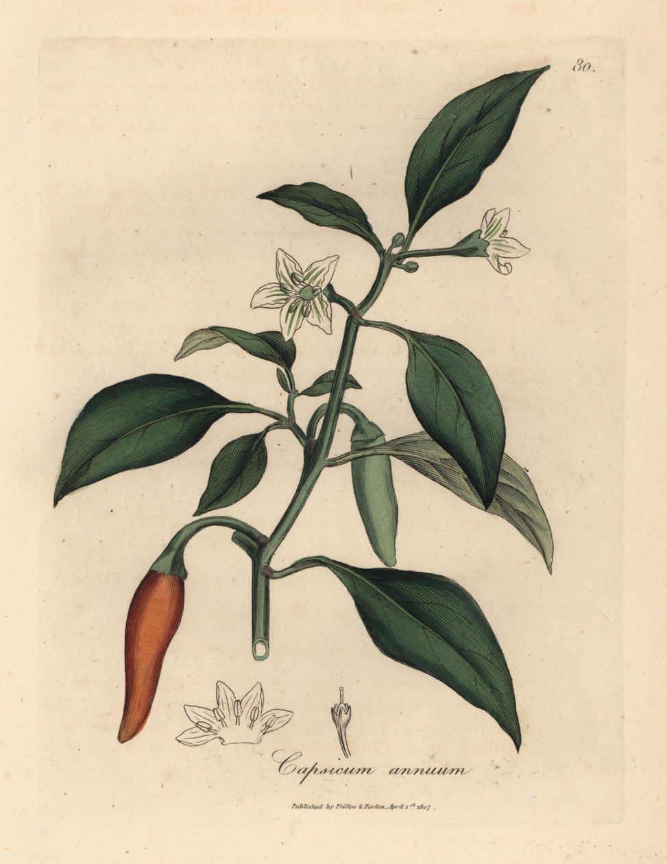 Fehér virágú, skarlát guinea paprika, Capsicum annuum alkotó: James Sowerby