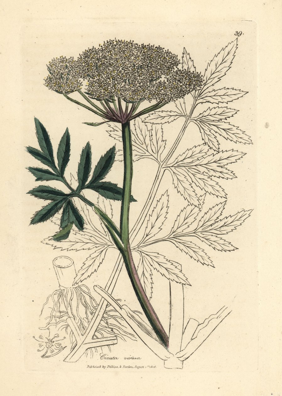 Fehér virágú vízi bürök, Cicuta virosa alkotó: James Sowerby