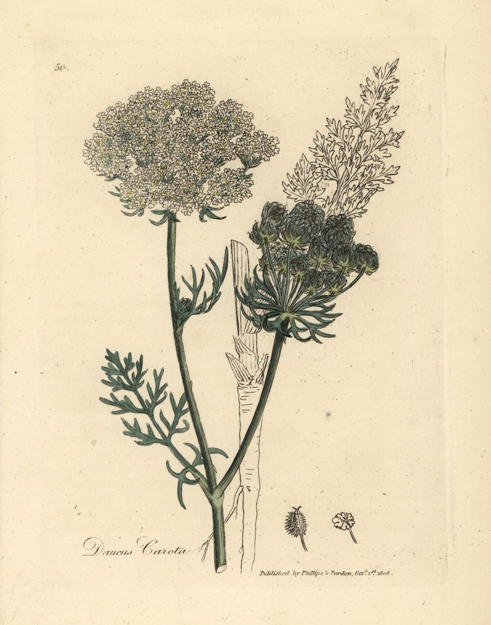 Fehér virágú vadsárgarépa növény, Daucus carota alkotó: James Sowerby