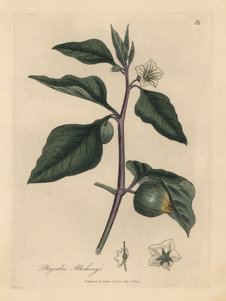 Fehér virágú téli cseresznye, Physalis alkekengi alkotó: James Sowerby
