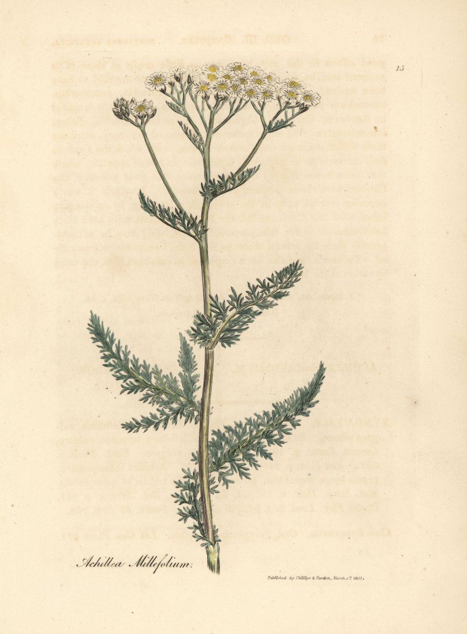 Fehér virágú cickafark vagy menyecske, Achillea millefolium alkotó: James Sowerby