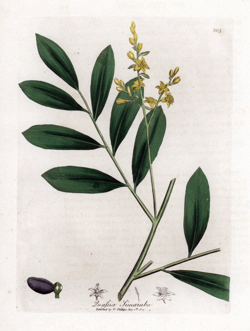 Fehér mahagóni vagy marupa - Simaruba, Simarouba amara. Kézzel színezett rézmetszet James Sowerby botanikai illusztrációjáról William Woodville-ből és Sir William Jackson Hooker "" Medical Botany" című művéből, John Bohn, London alkotó: James Sowerby