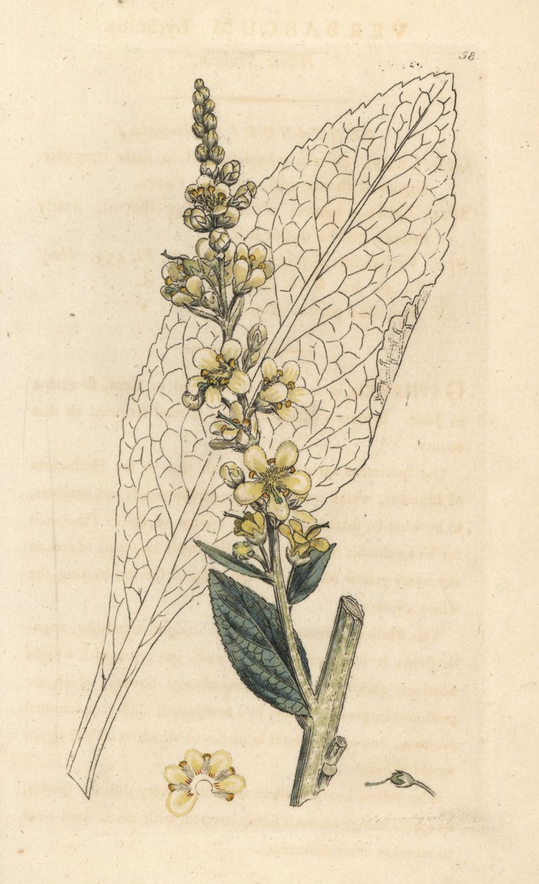 Fehér ökörfarkkóró, Verbasum lychnitis (molene) Kézi színű rézmetszet James Sowerby illusztrációja után, James Smith English Botany, London alkotó: James Sowerby