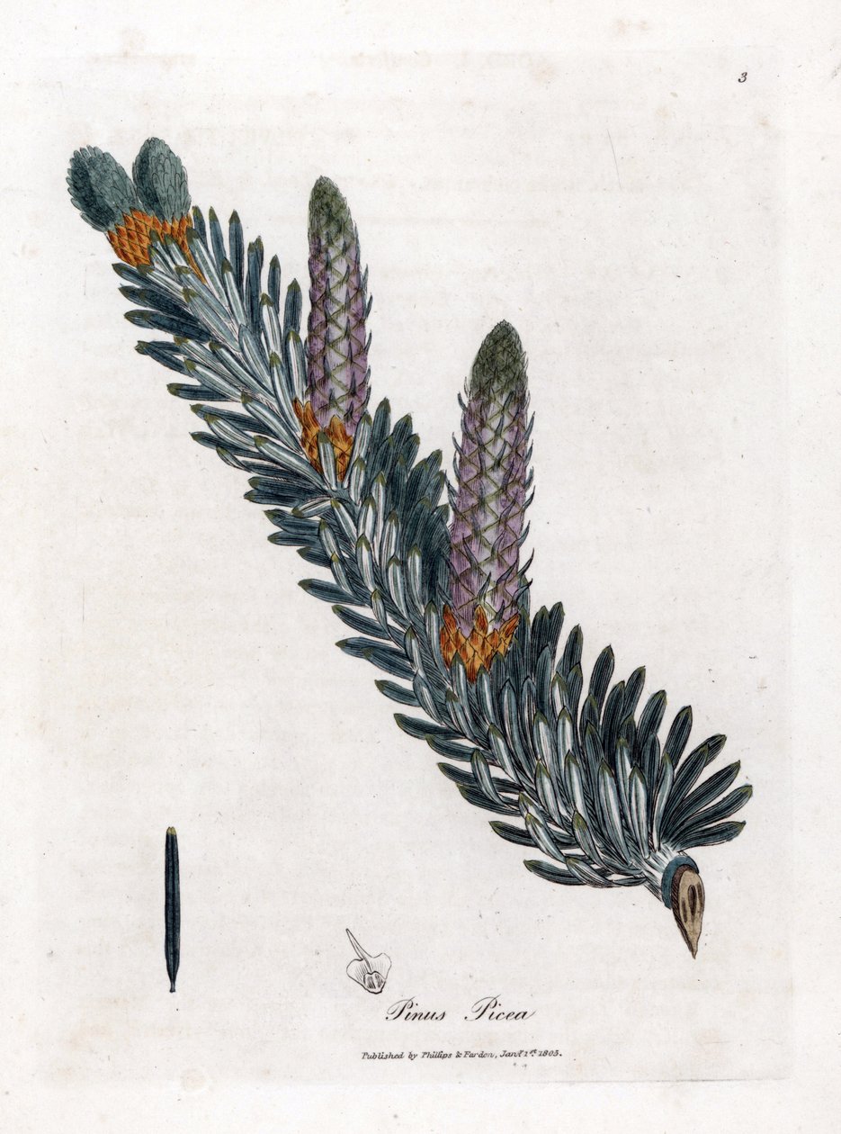 Fehér vagy közönséges fenyő - Ezüstfenyő, Abies alba. Kézzel színezett rézmetszet James Sowerby botanikai illusztrációjáról William Woodville-ből és Sir William Jackson Hooker "" Medical Botany" című művéből, John Bohn, London alkotó: James Sowerby