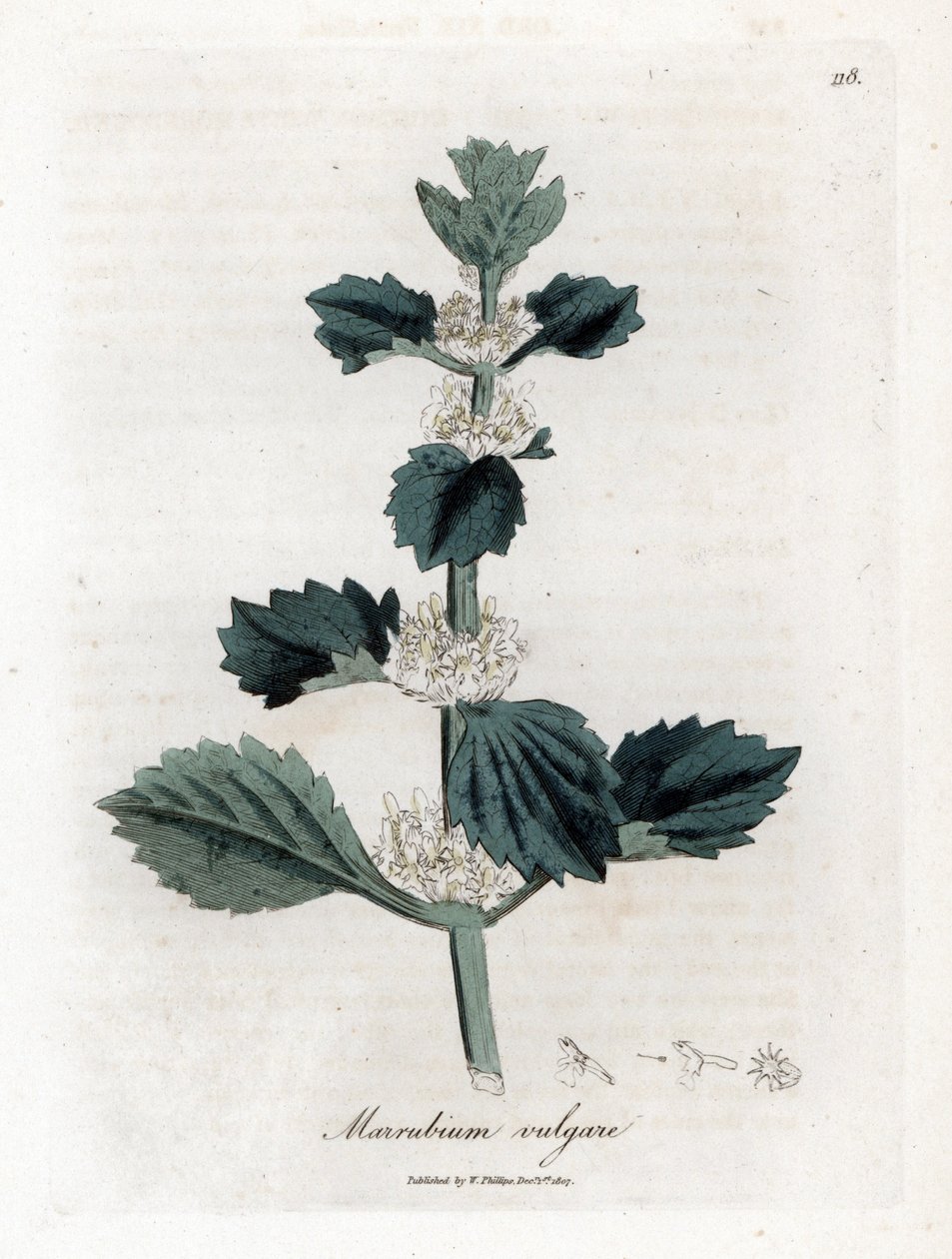 Fehér vagy közönséges marrube - Fehér horehound, Marubium vulgare. Kézzel színezett rézmetszet James Sowerby botanikai illusztrációjáról William Woodville-ből és Sir William Jackson Hooker "" Medical Botany" című művéből, John Bohn, London alkotó: James Sowerby
