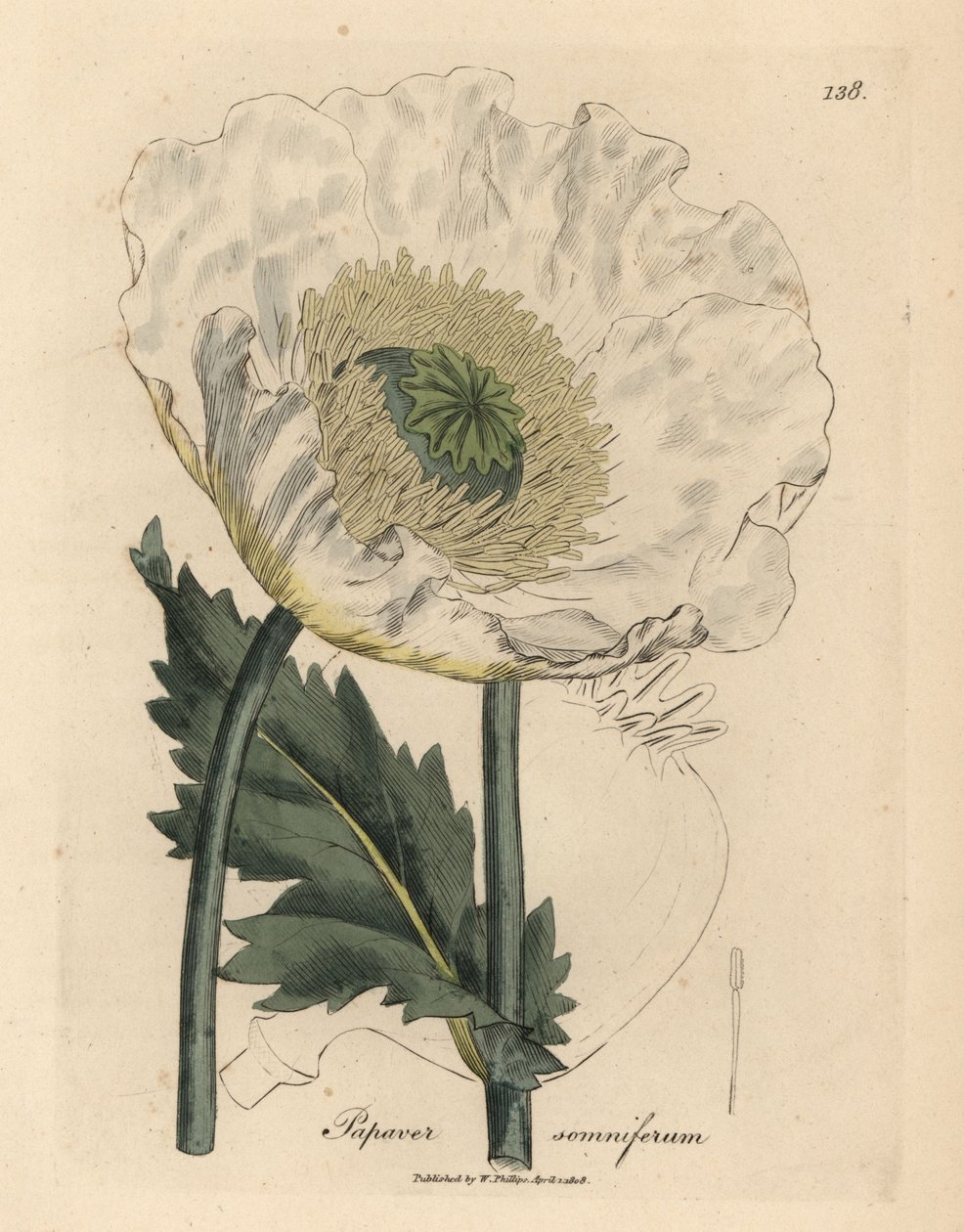 Fehér mák, Papaver somniferum alkotó: James Sowerby