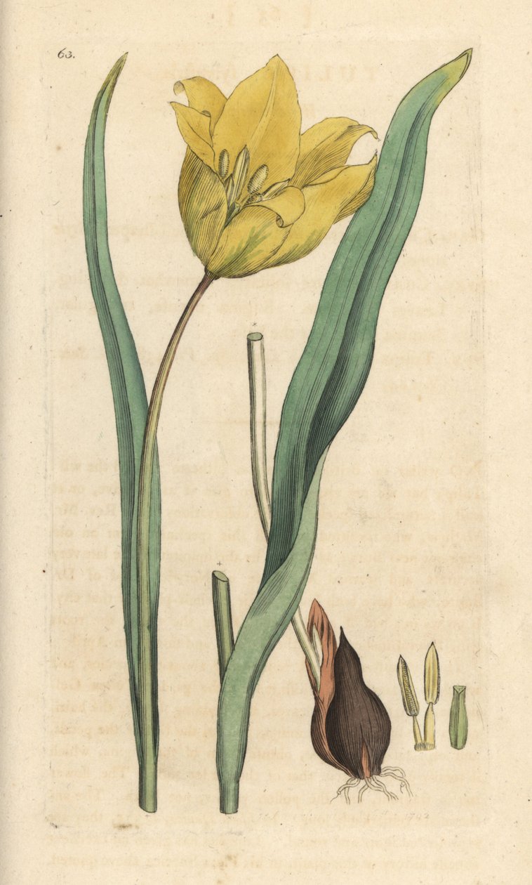 Vadtulipán, Tulipa sylvestris (vad tulipán) Kézi színű rézmetszet James Sowerby illusztrációja után James Smith angol botanikájából, London alkotó: James Sowerby