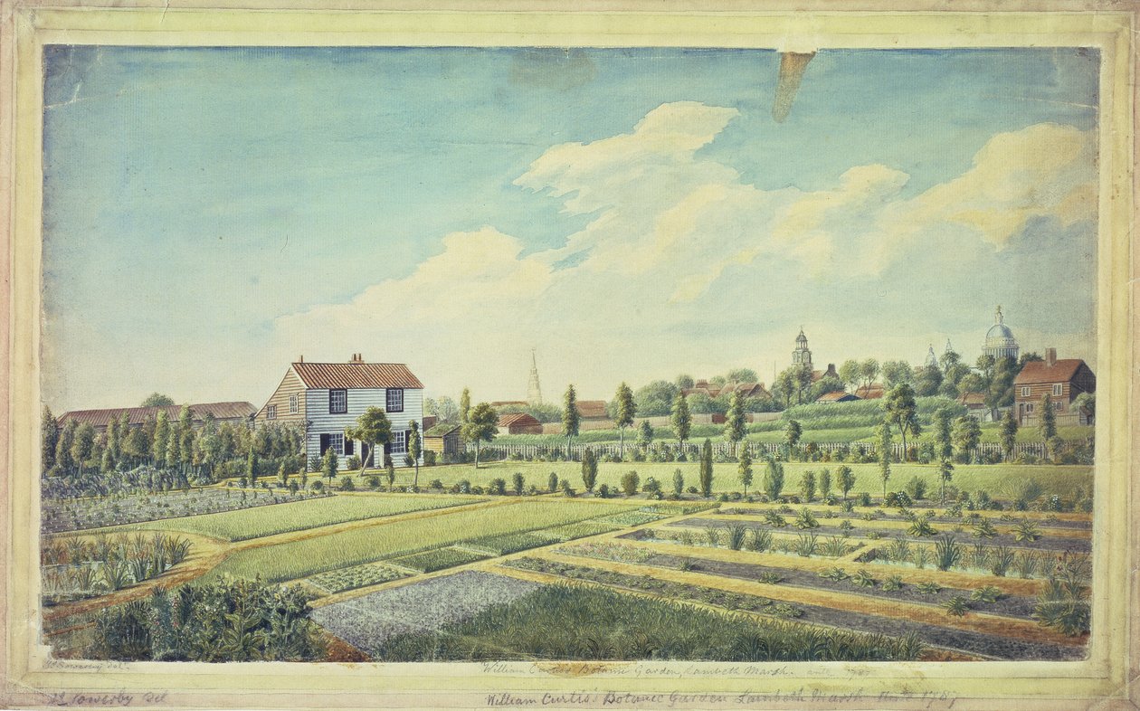 William Curtis botanikus kertje, Lambeth Marsh, 1787 körül (akvarell papíron) alkotó: James Sowerby