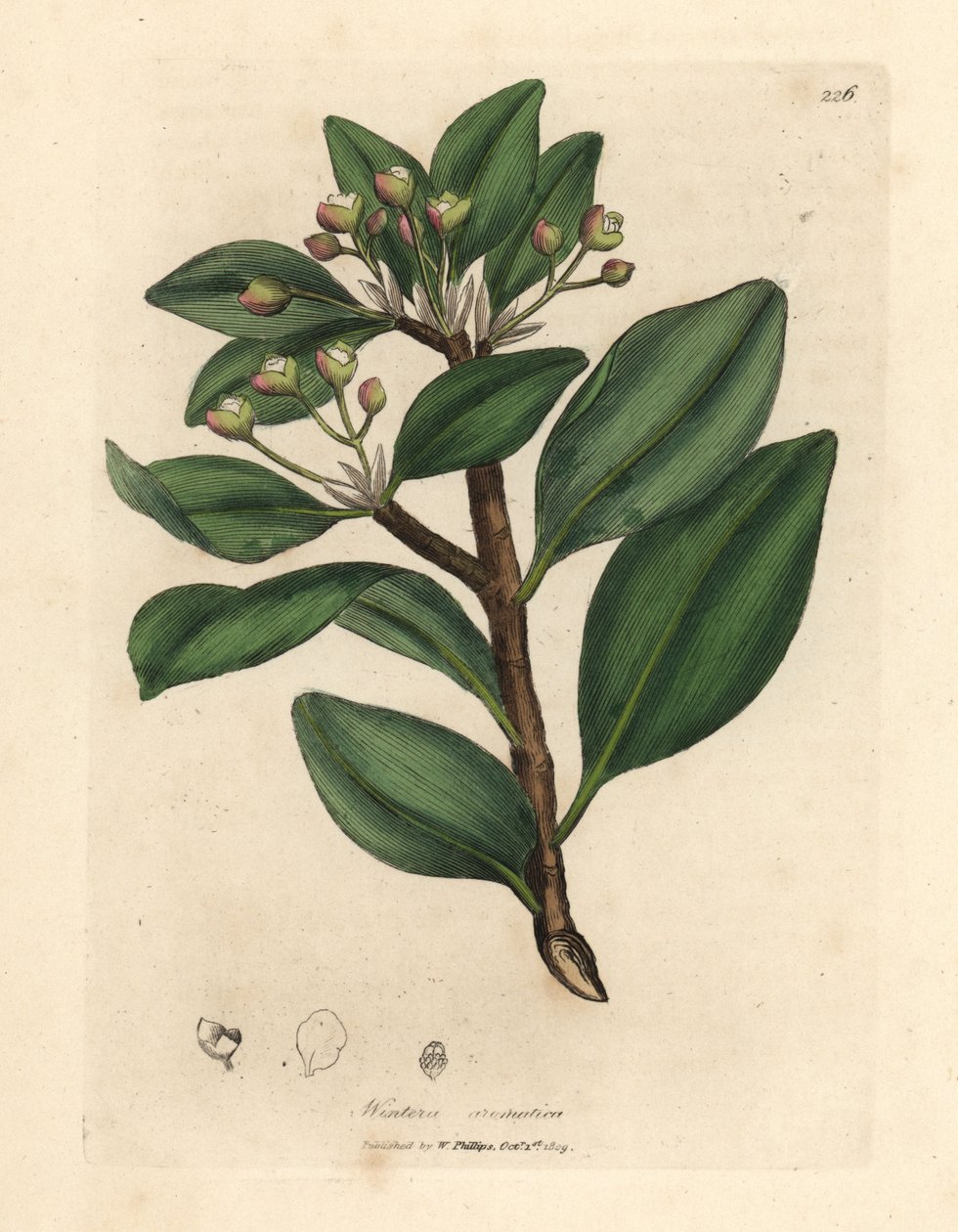 Téli kéregfa, Wintera aromatica, Drimys winteri alkotó: James Sowerby