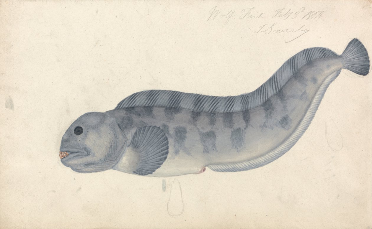 Farkashal alkotó: James Sowerby