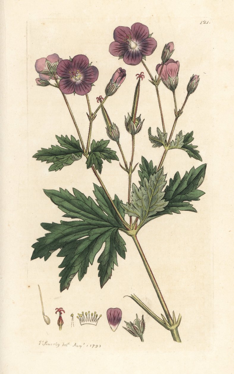 Fa darucsőrű vagy erdei muskátli, Geranium sylvatium (fa muskátli) Kézi színű rézmetszet James Sowerby illusztrációja alapján, James Smith angol botanikájából, London alkotó: James Sowerby