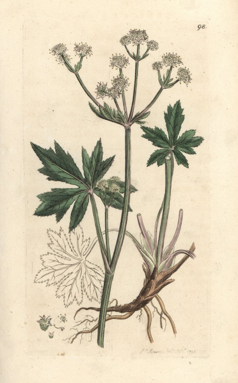 Fa sanicle, Sanicula europaea. Kézzel színezett rézmetszet James Sowerby illusztrációja nyomán James Smith angol botanikájából, London alkotó: James Sowerby
