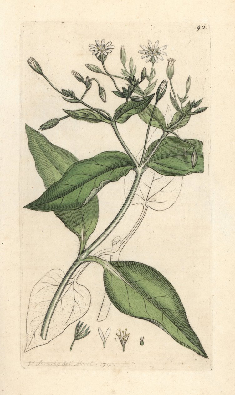 Fa stichwort, Stellaria nemorum Kézi színű rézmetszet James Sowerby illusztrációja nyomán James Smith angol botanikájából, London alkotó: James Sowerby