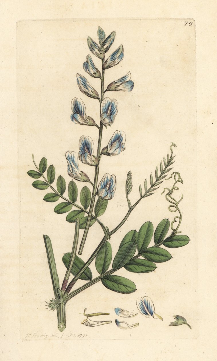 Fa bükköny, Vicia sylvatica (vesce des bois) Kézi színű rézmetszet James Sowerby illusztrációja után James Smith angol botanikájából, London alkotó: James Sowerby