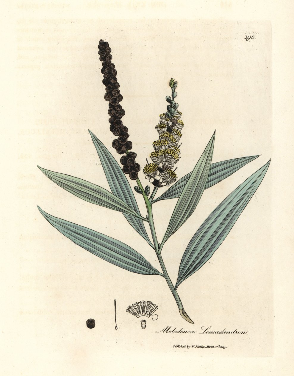 Sárga virágú cajeput fa, Melaleuca leucadendron alkotó: James Sowerby