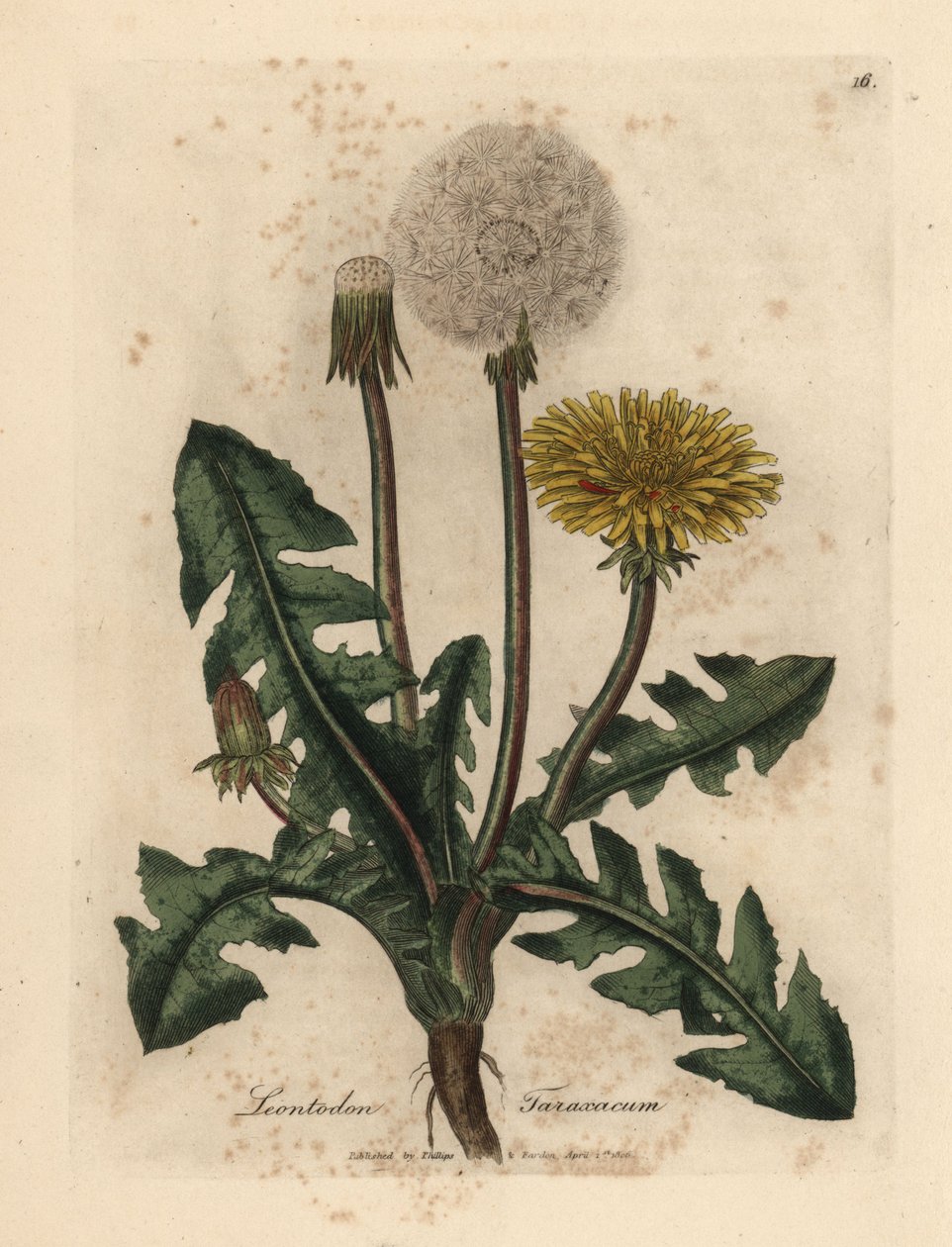 Sárga virágú közönséges pitypang, Leontodon taraxacum alkotó: James Sowerby