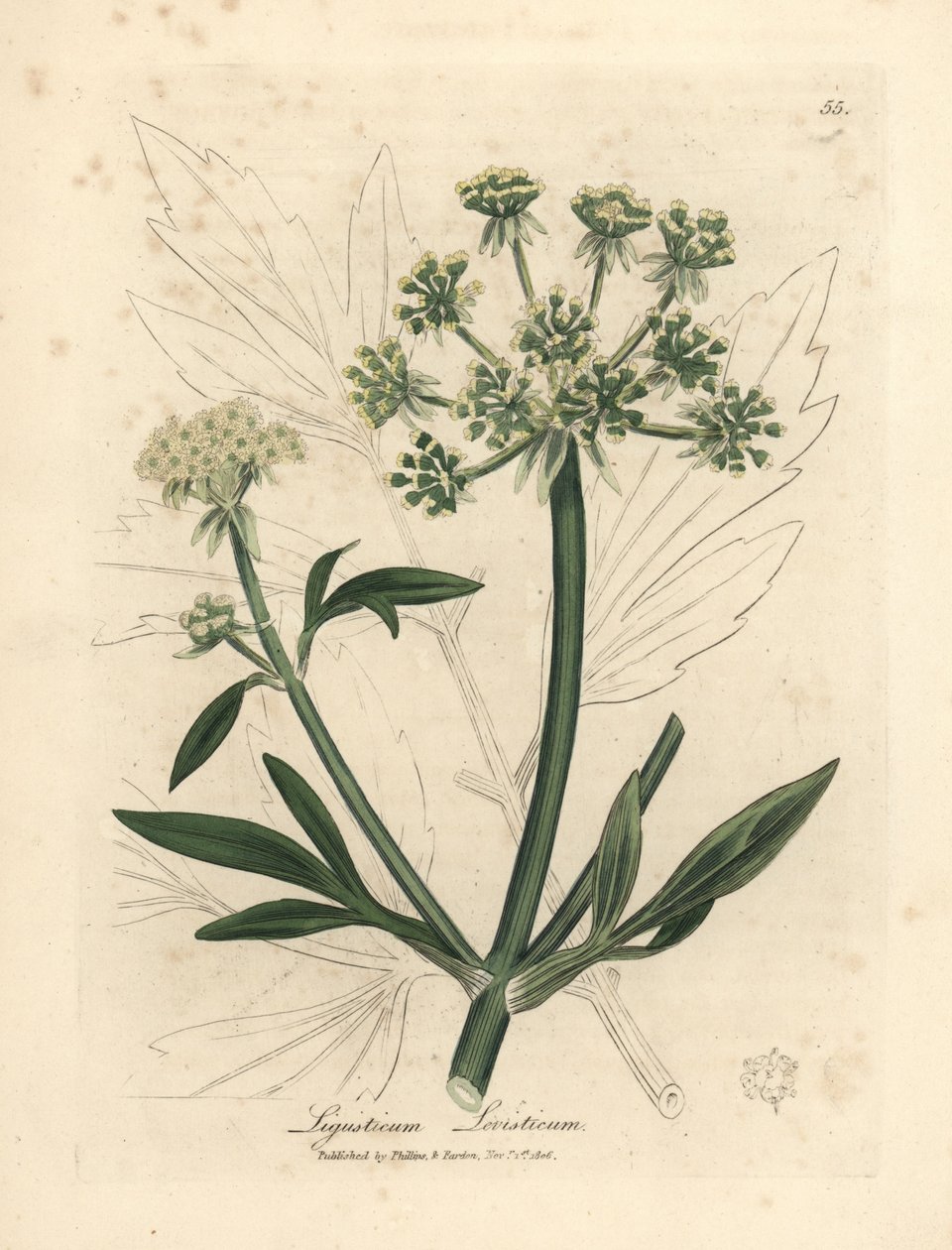 Sárga virágú lombfű, Ligusticum levisticum alkotó: James Sowerby