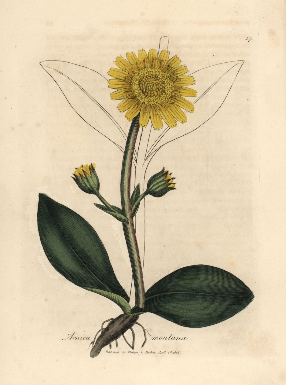 Sárga virágú hegyi árnika, Arnica montana alkotó: James Sowerby