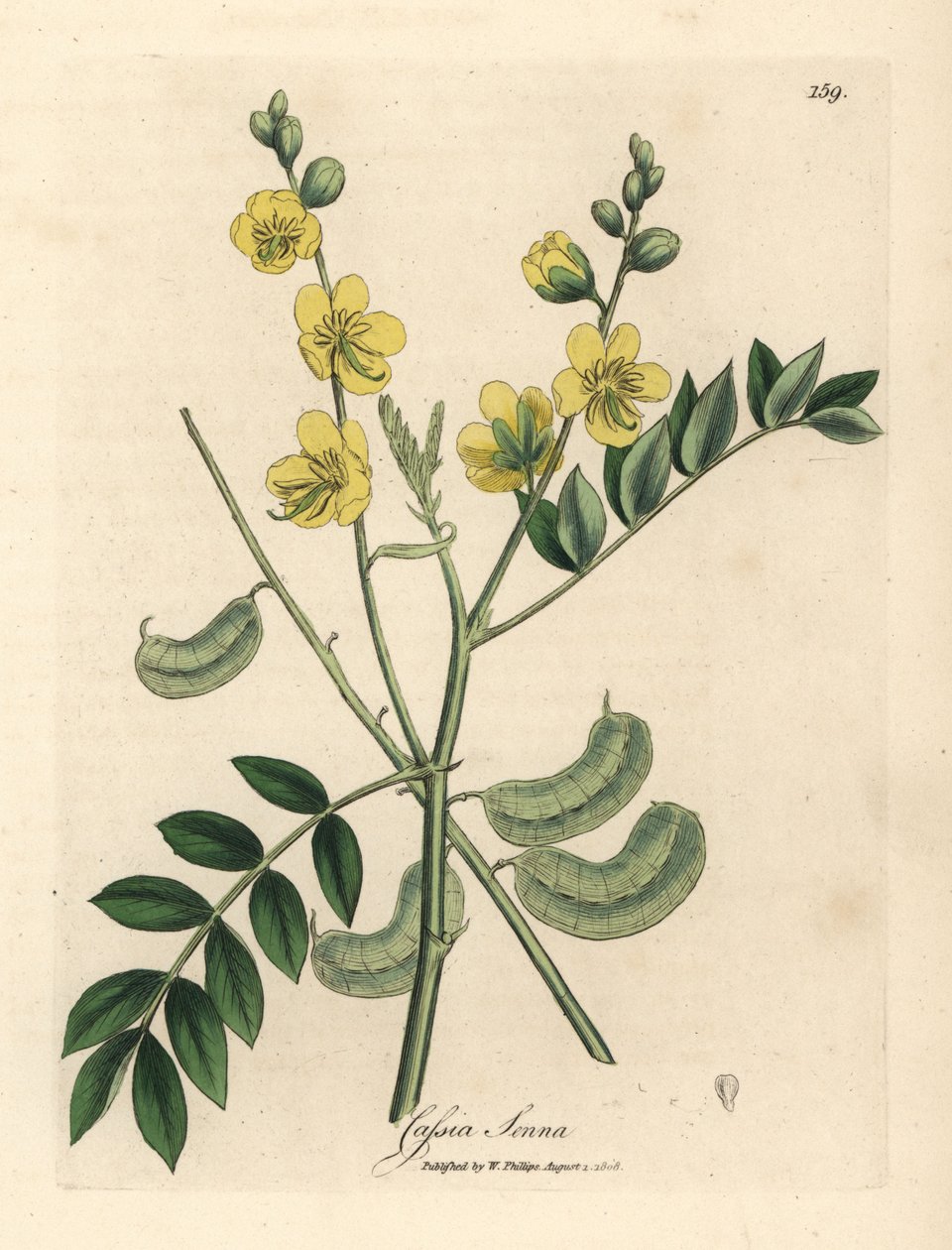 Sárga virágú szenna vagy egyiptomi kasszia maghüvellyel, Cassia senna alkotó: James Sowerby