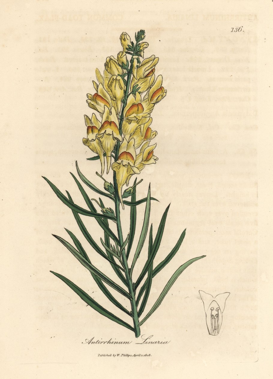 Sárga virágú snapdragon, Antirrhinum linaria alkotó: James Sowerby