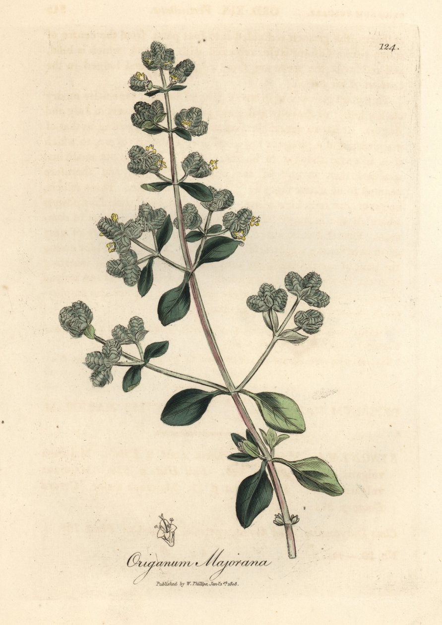 Sárga virágú édes majoránna, Origanum majorana alkotó: James Sowerby