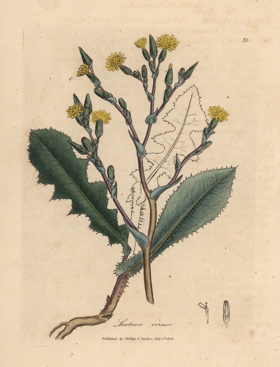 Sárga virágú vadsaláta, Lactuca virosa alkotó: James Sowerby